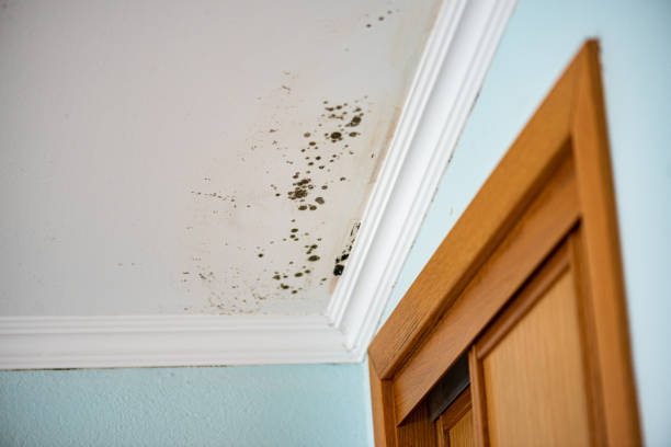 Best Commercial Mold Removal  in Una, WA