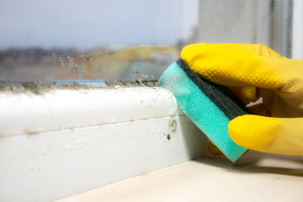 Office Mold Removal Services in Wauna, WA