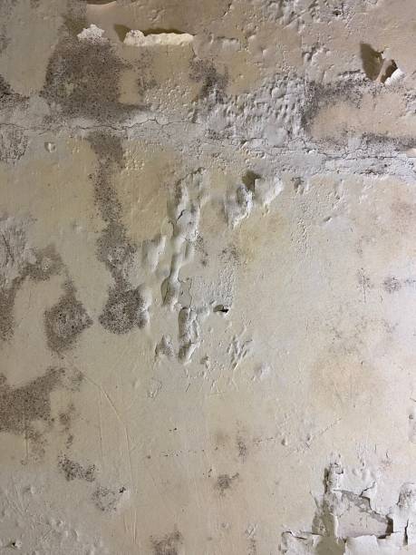 Best Mold Cleaning Services  in Una, WA
