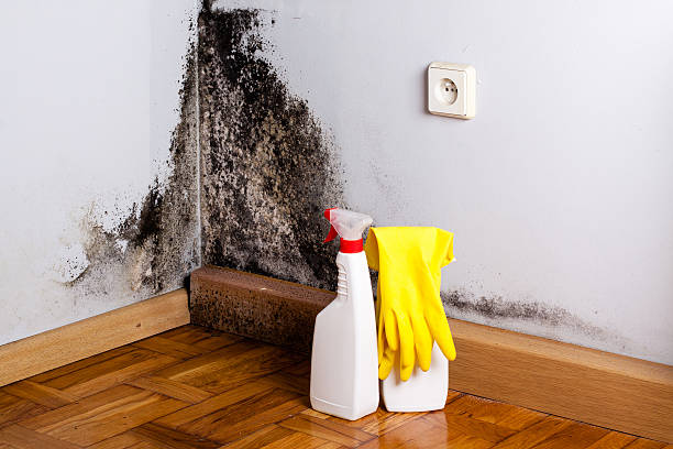 Best Mold Testing  in Una, WA