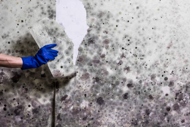 Best Attic Mold Removal  in Una, WA