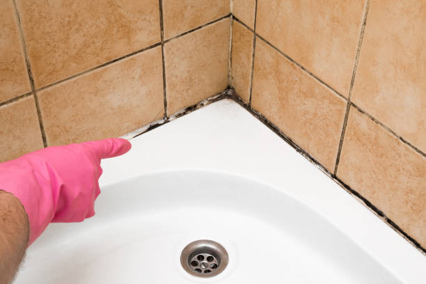 Best Mold Removal Near Me  in Una, WA